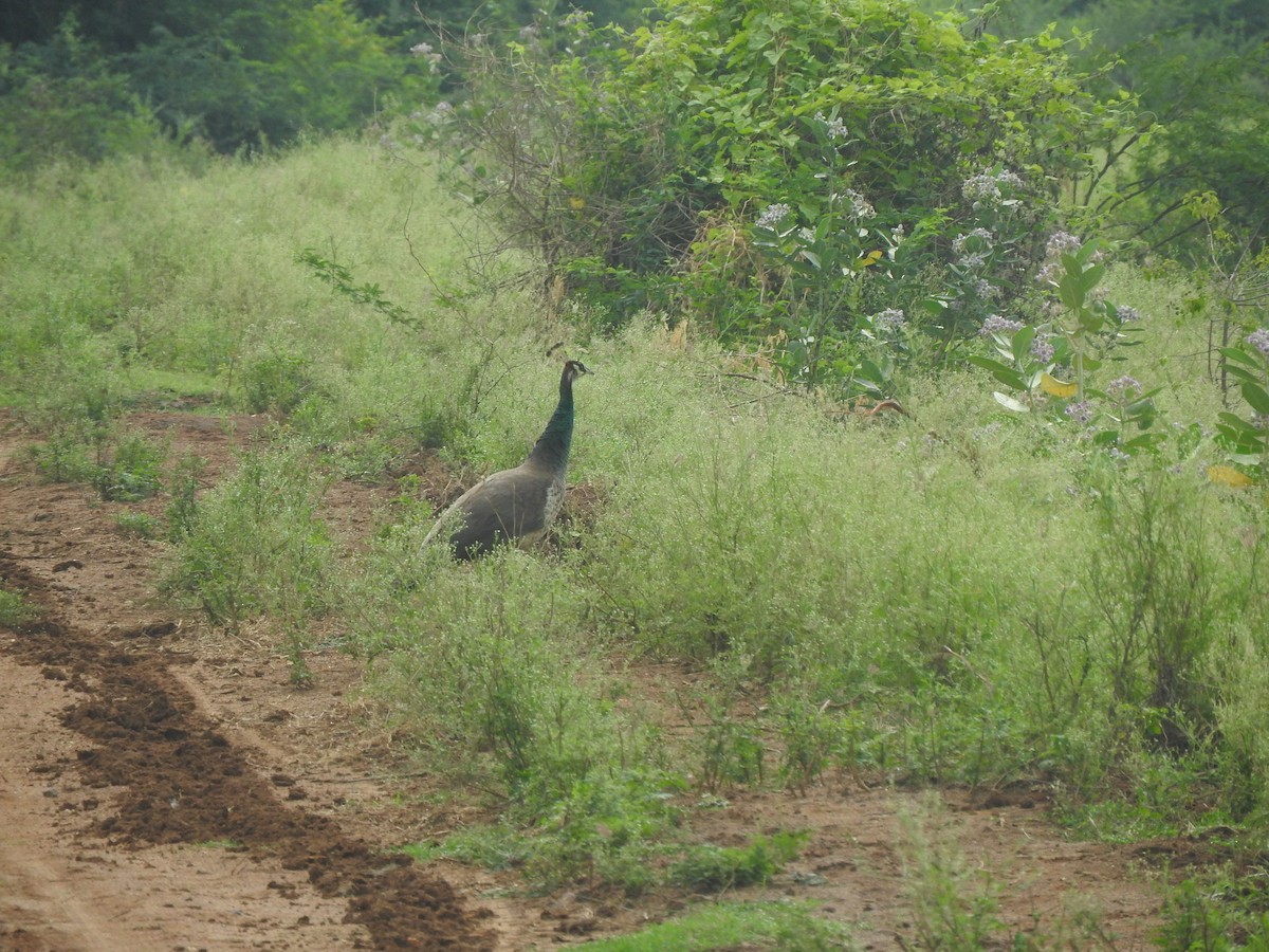 Indian Peafowl - ML239696371