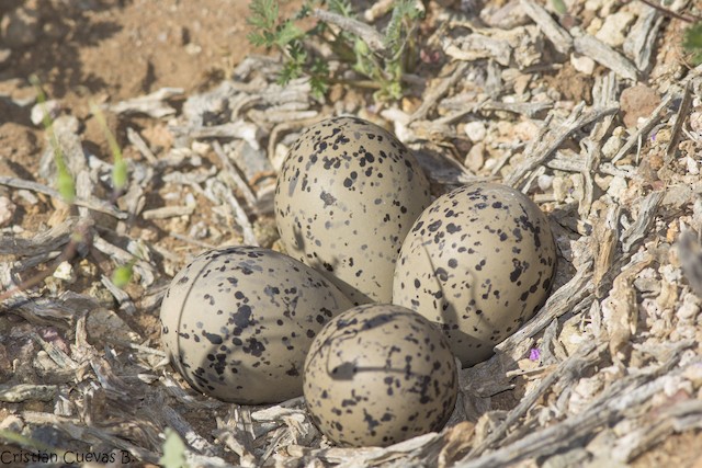 Clutch of four eggs. - Tawny-throated Dotterel - 