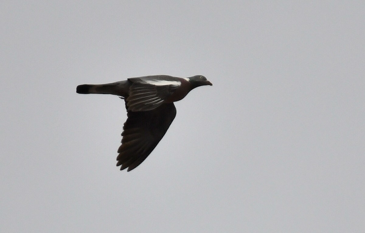 Common Wood-Pigeon - ML239698531