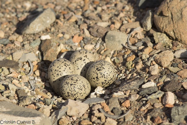 Nest with four eggs. - Tawny-throated Dotterel - 