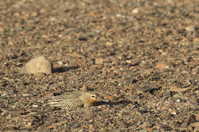 Bird incubating. - Tawny-throated Dotterel - 