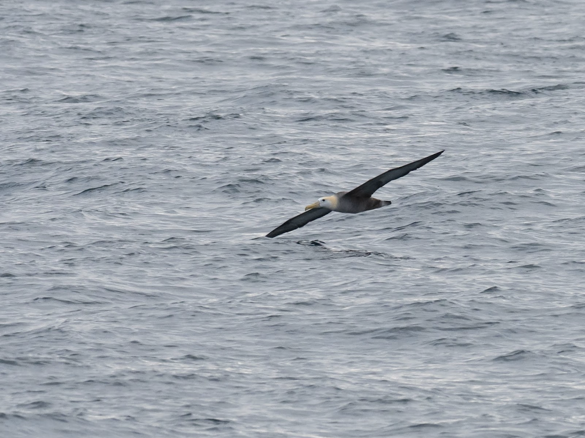 Waved Albatross - Simon Colenutt