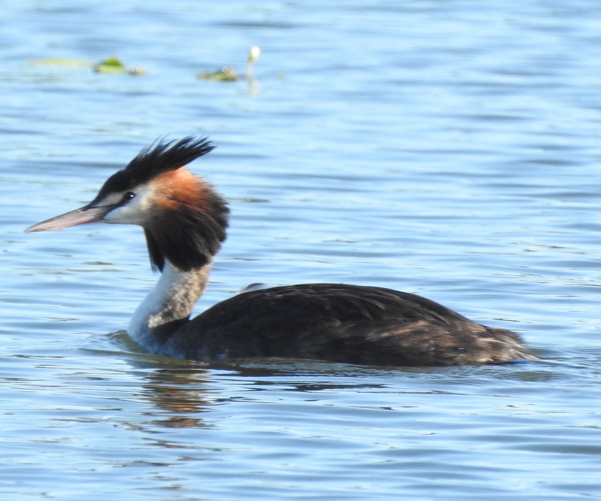 Great Crested Grebe - ML239702731