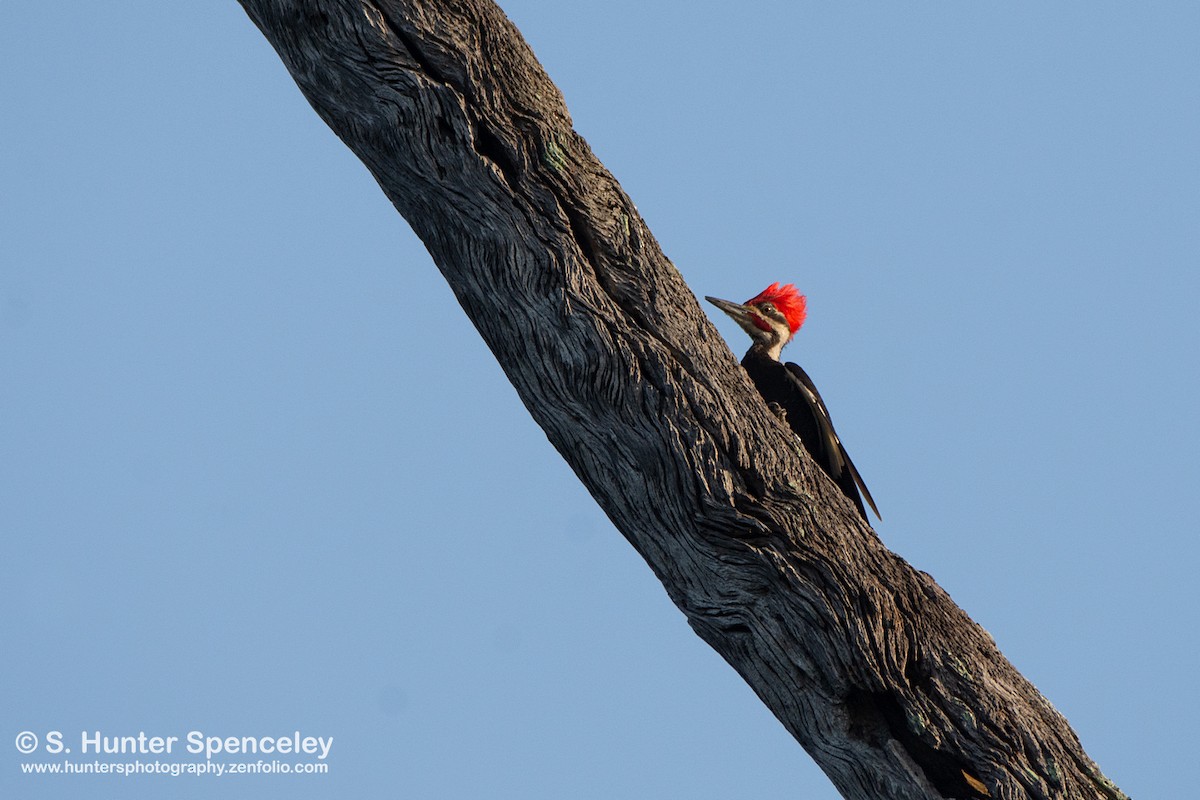 Pileated Woodpecker - S. Hunter Spenceley