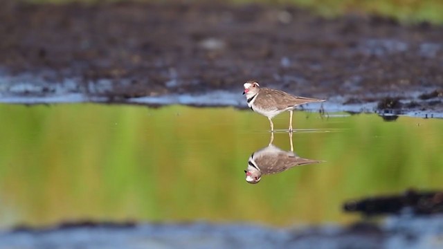 Three-banded Plover - ML239709421