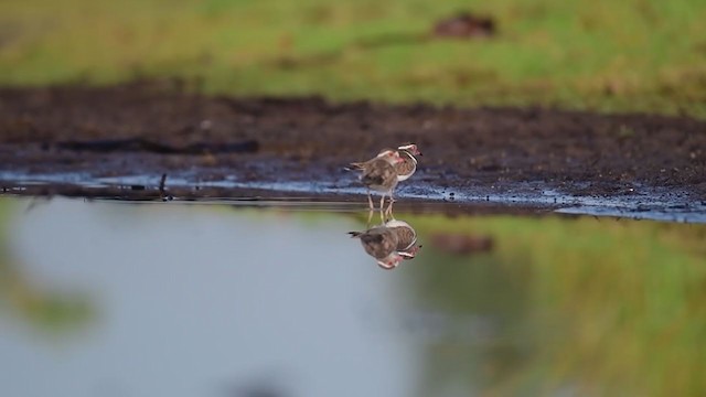 Three-banded Plover - ML239709461