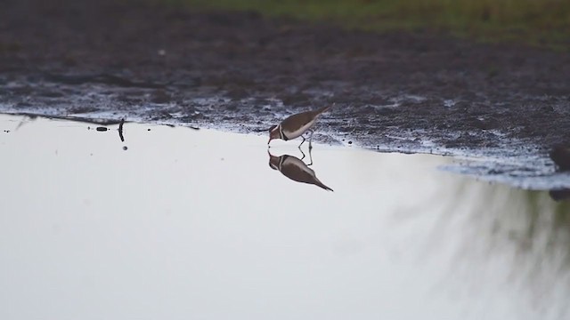 Three-banded Plover - ML239709511