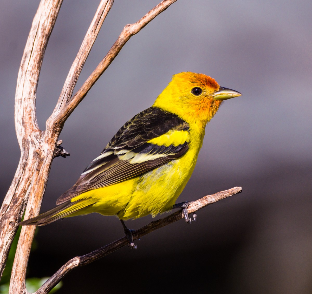 Western Tanager - ML239713221