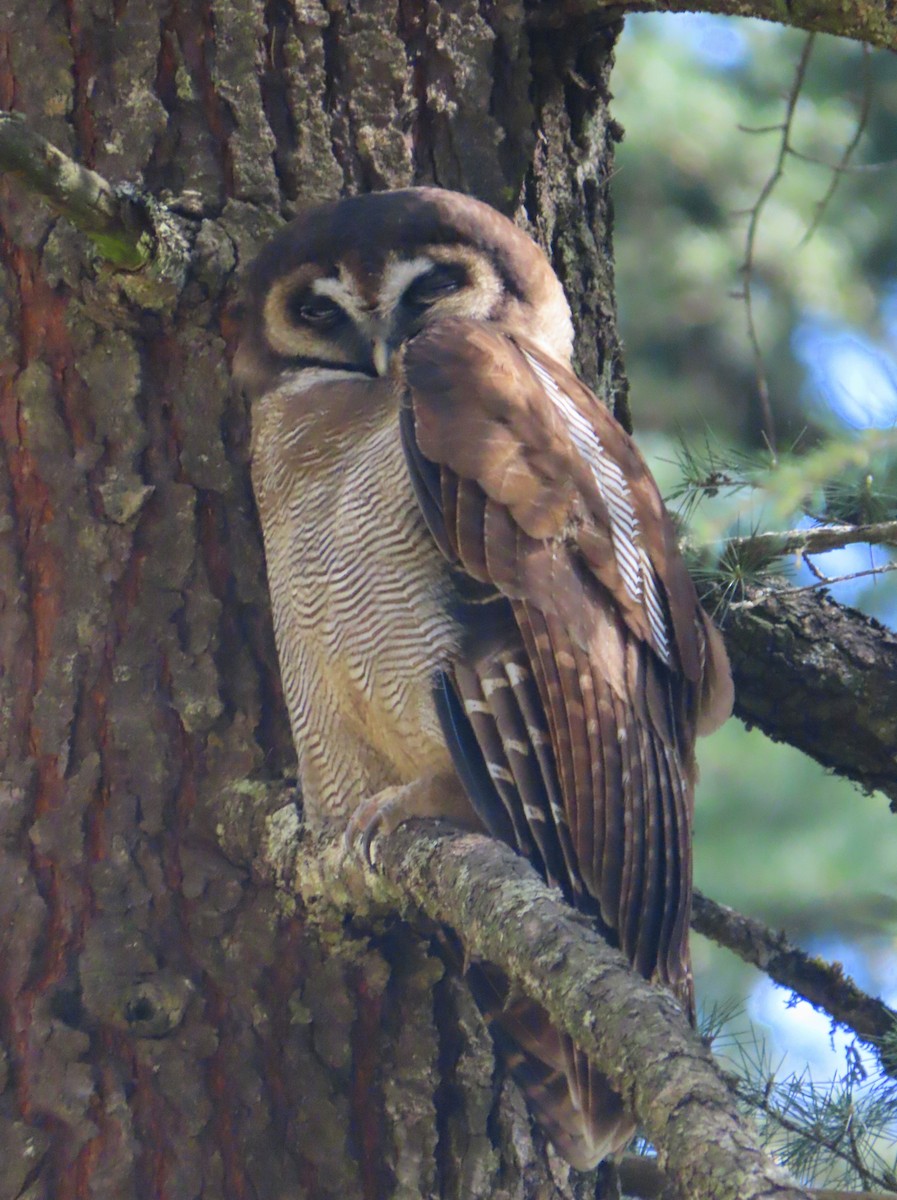 Brown Wood-Owl - John Woodman