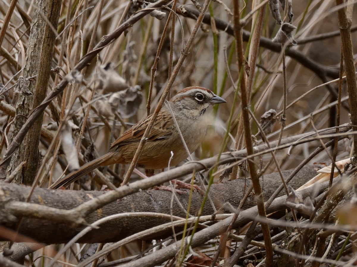 Oaxaca Sparrow - Miguel Aguilar @birdnomad