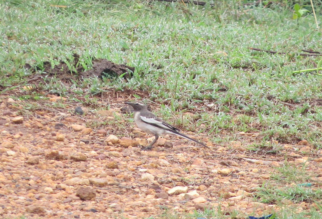White-browed Wagtail - ML239725571