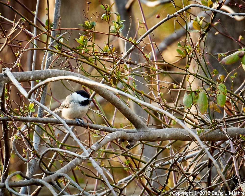 eBird Checklist - 9 Mar 2012 - 01 New Jersey, Skillman, home - 1 species