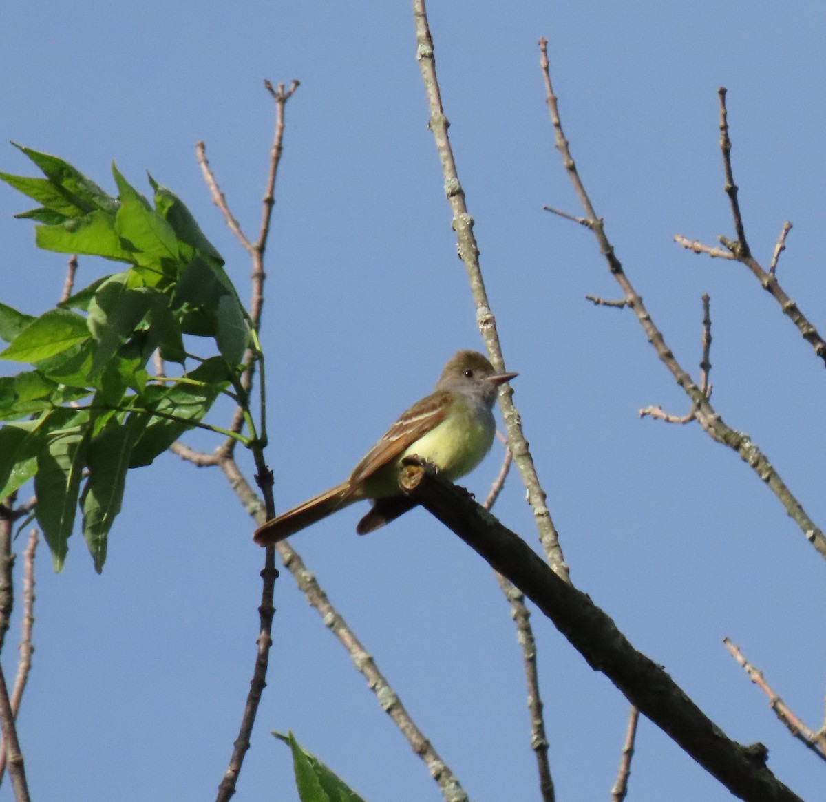 Great Crested Flycatcher - ML239727431