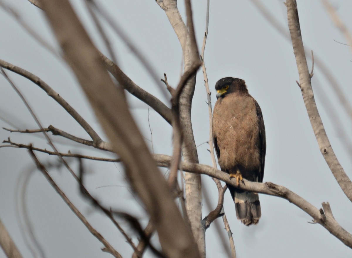 Crested Serpent-Eagle - ML239730361