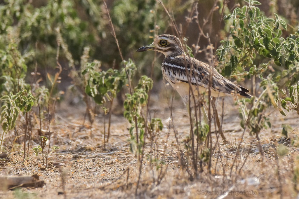 Indian Thick-knee - ML239733531
