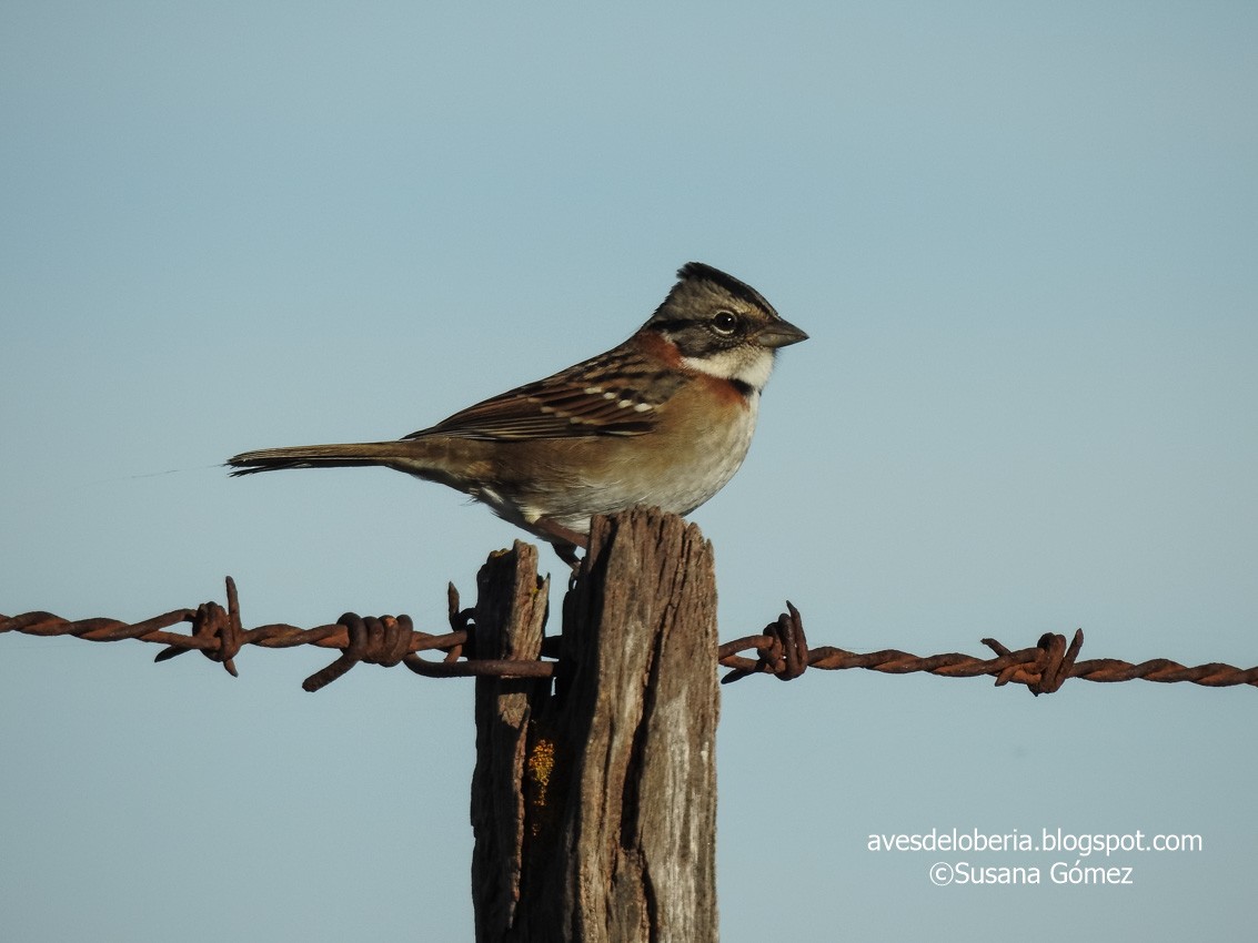Rufous-collared Sparrow - ML239733851