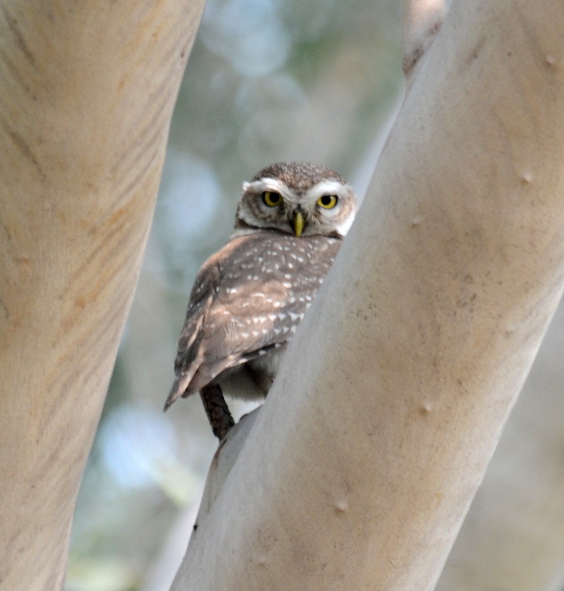 Spotted Owlet - ML239734001