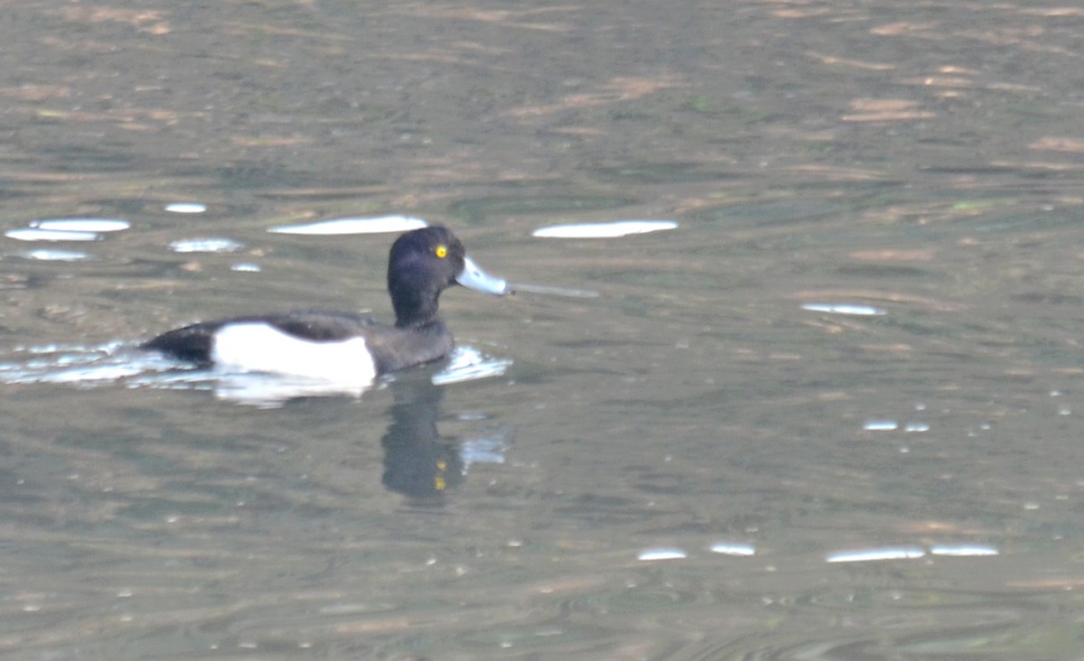 Tufted Duck - ML239735721