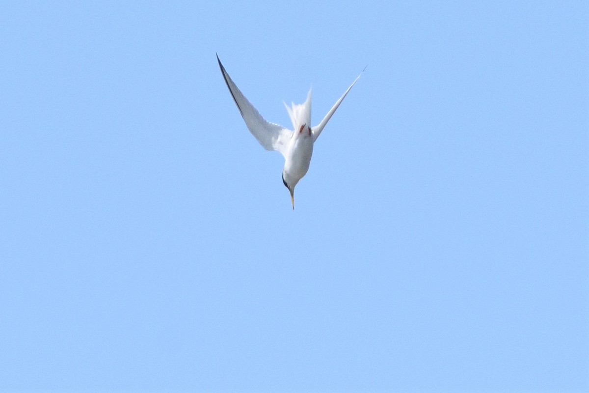 Little Tern - ML239735841