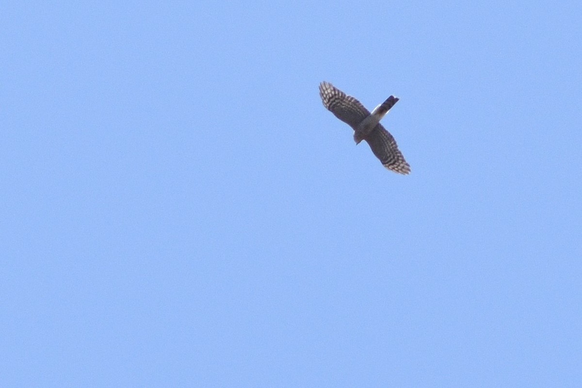 Eurasian Sparrowhawk - ML239735851