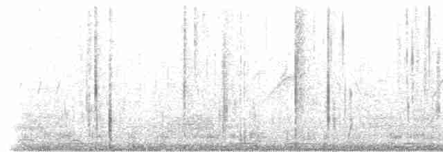 volavka přímořská (ssp. schistacea) - ML239736