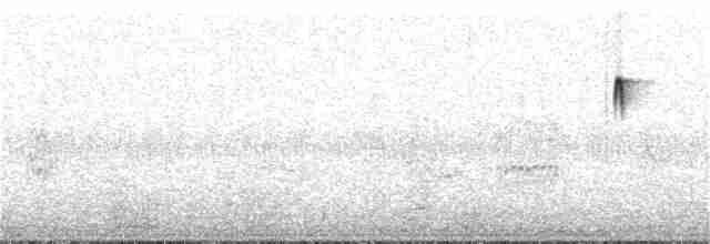 White-crested Tyrannulet (White-bellied) - ML239737021