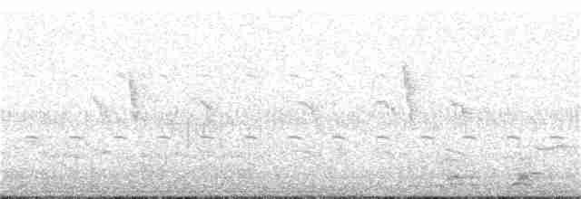 White-crested Tyrannulet (White-bellied) - ML239737571