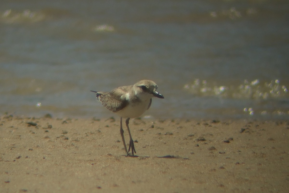 Greater Sand-Plover - Oscar Campbell