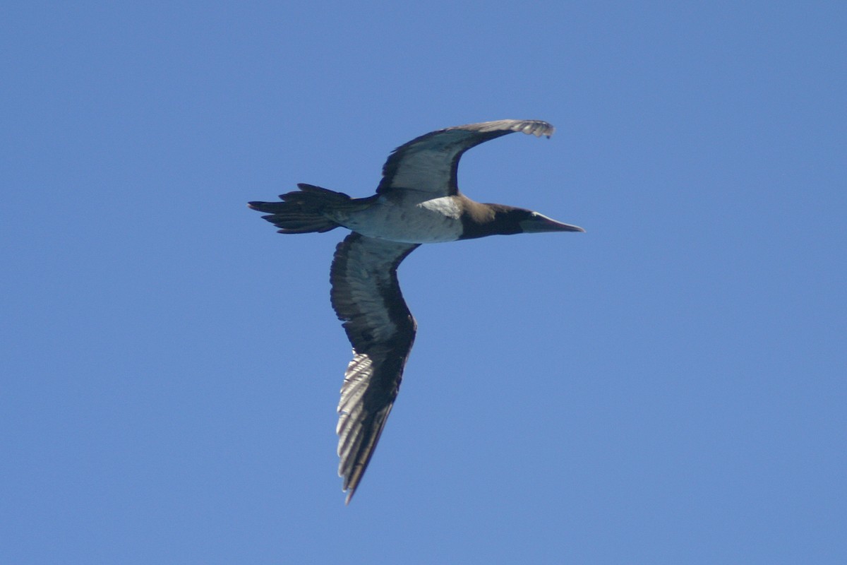 Brown Booby - ML239741981