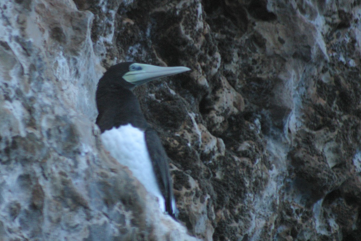 Brown Booby - ML239742061