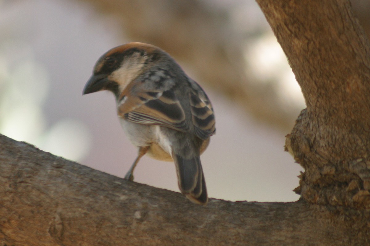 Socotra Sparrow - ML239742401