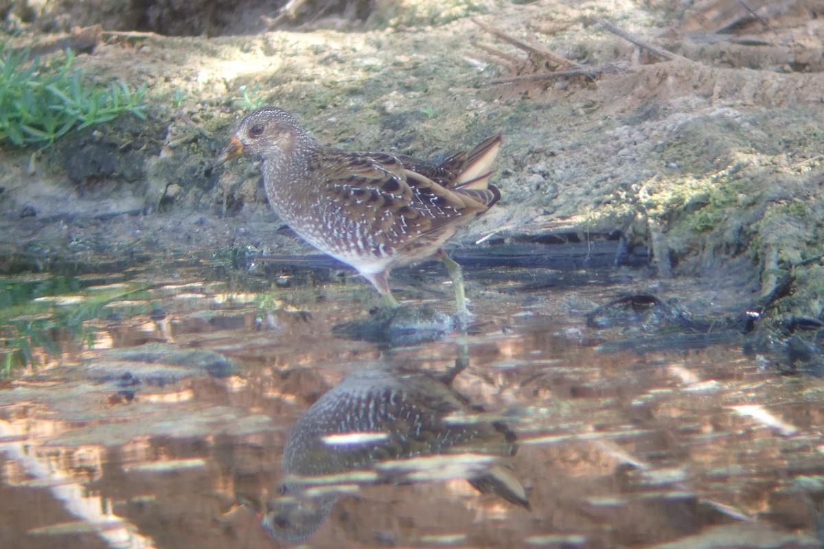 Spotted Crake - Oscar Campbell