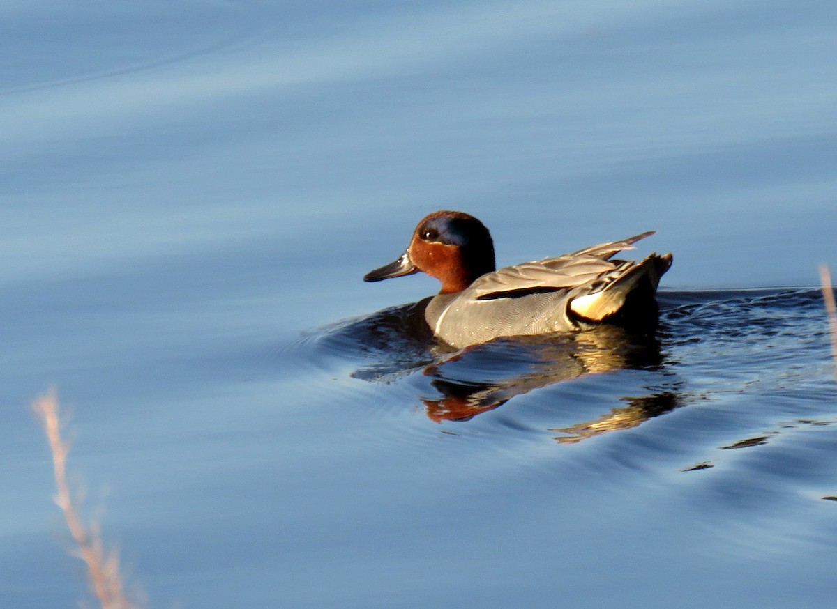 Green-winged Teal - ML239745981