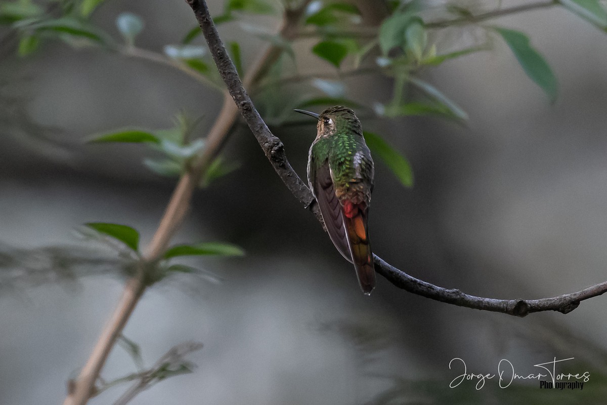 Red-tailed Comet - ML239750601
