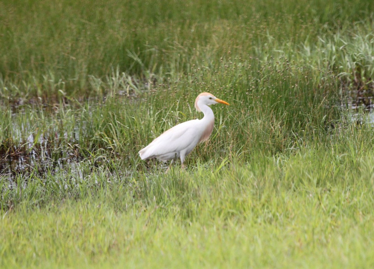 Western Cattle Egret - Nathan Moses