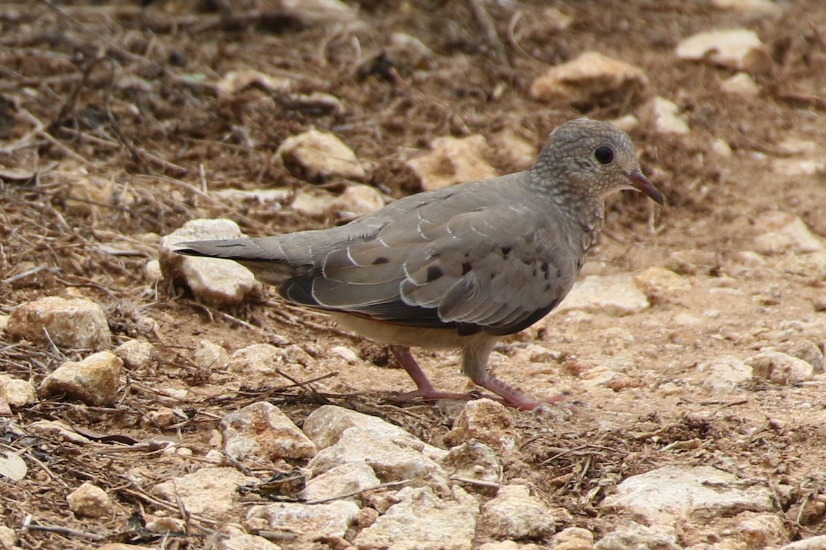 Common Ground Dove - ML239752191