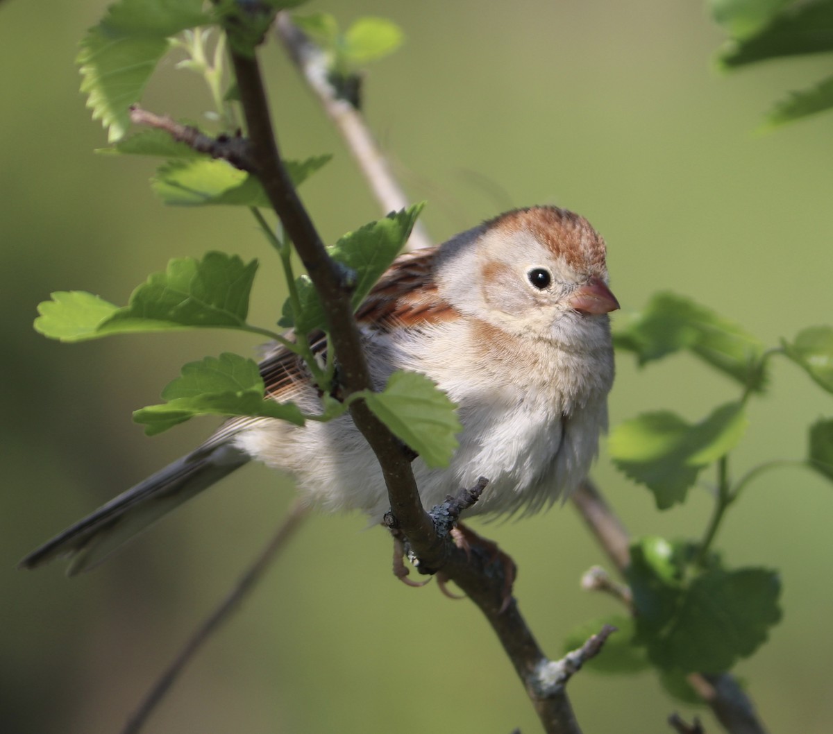 Field Sparrow - Lisa Benjamin