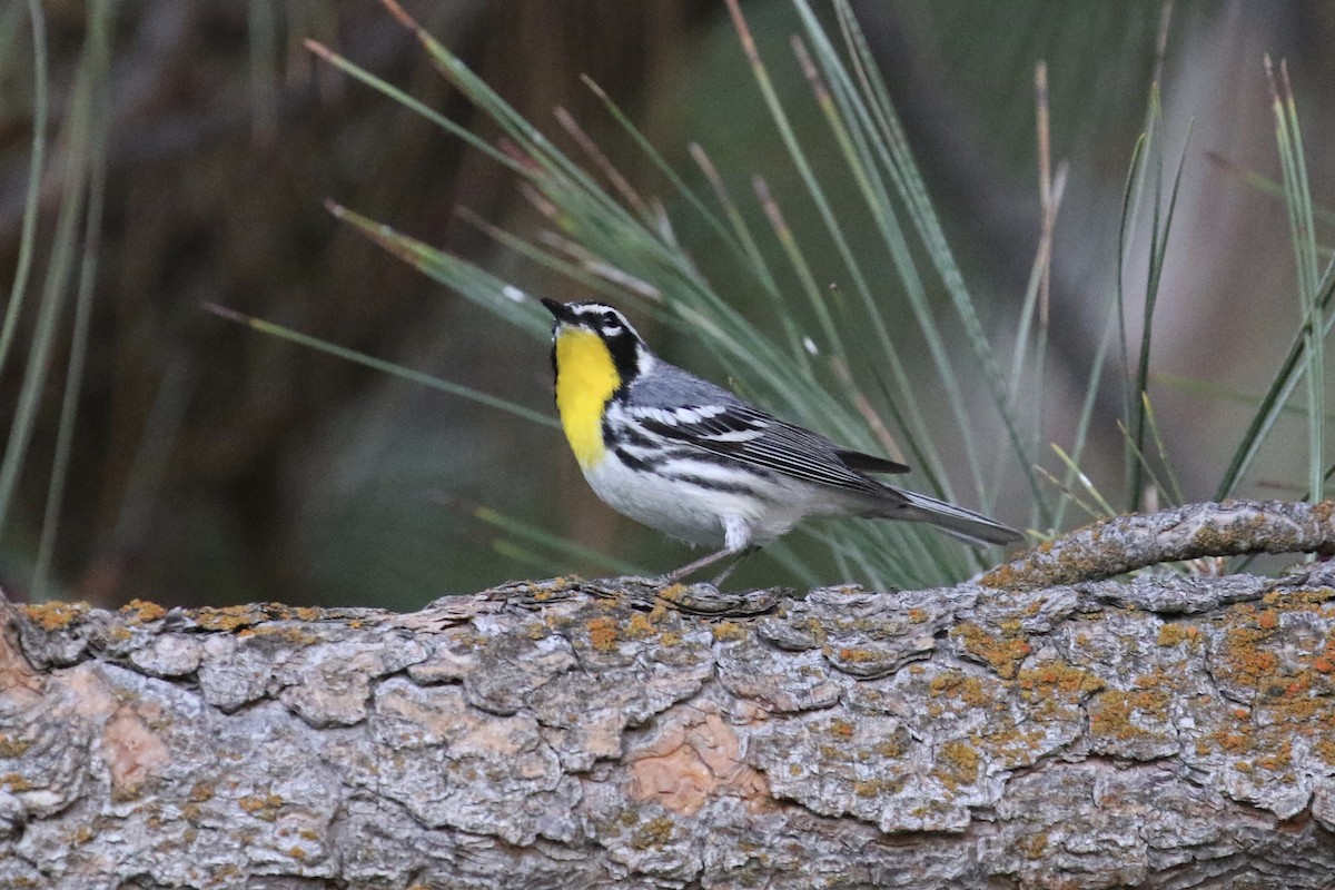 Yellow-throated Warbler - Russ Morgan