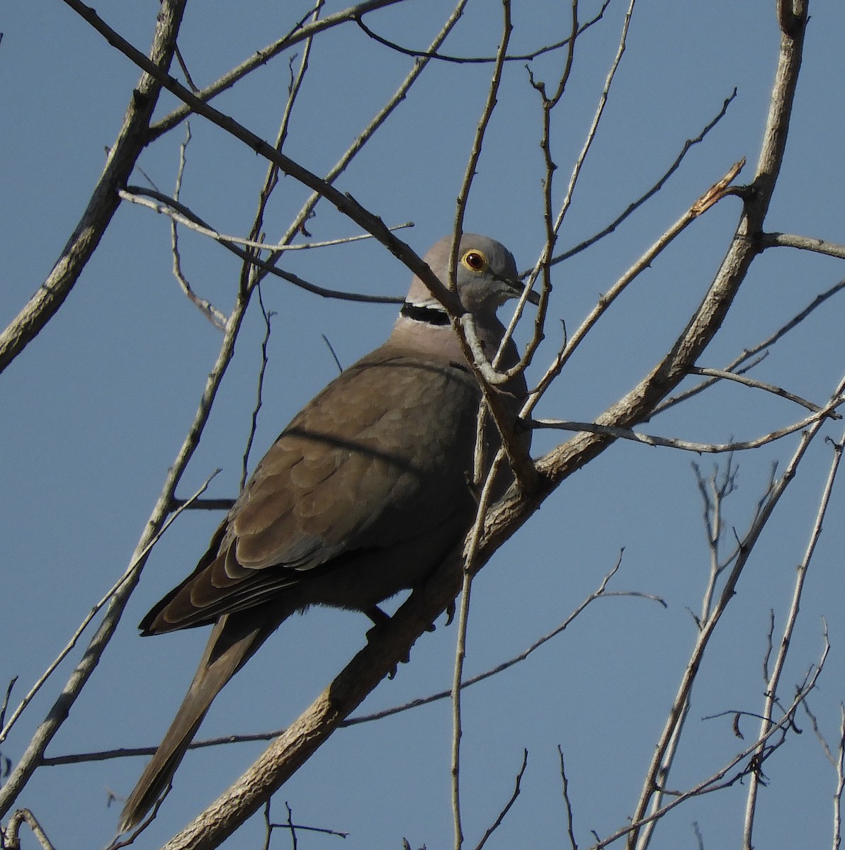 Burmese Collared-Dove - ML239755941