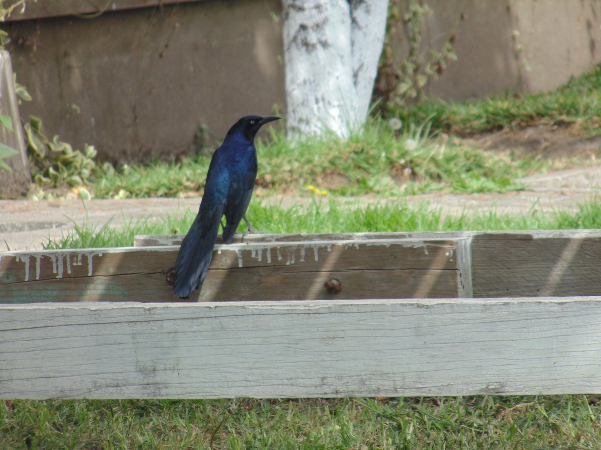 Great-tailed Grackle - ML23975891