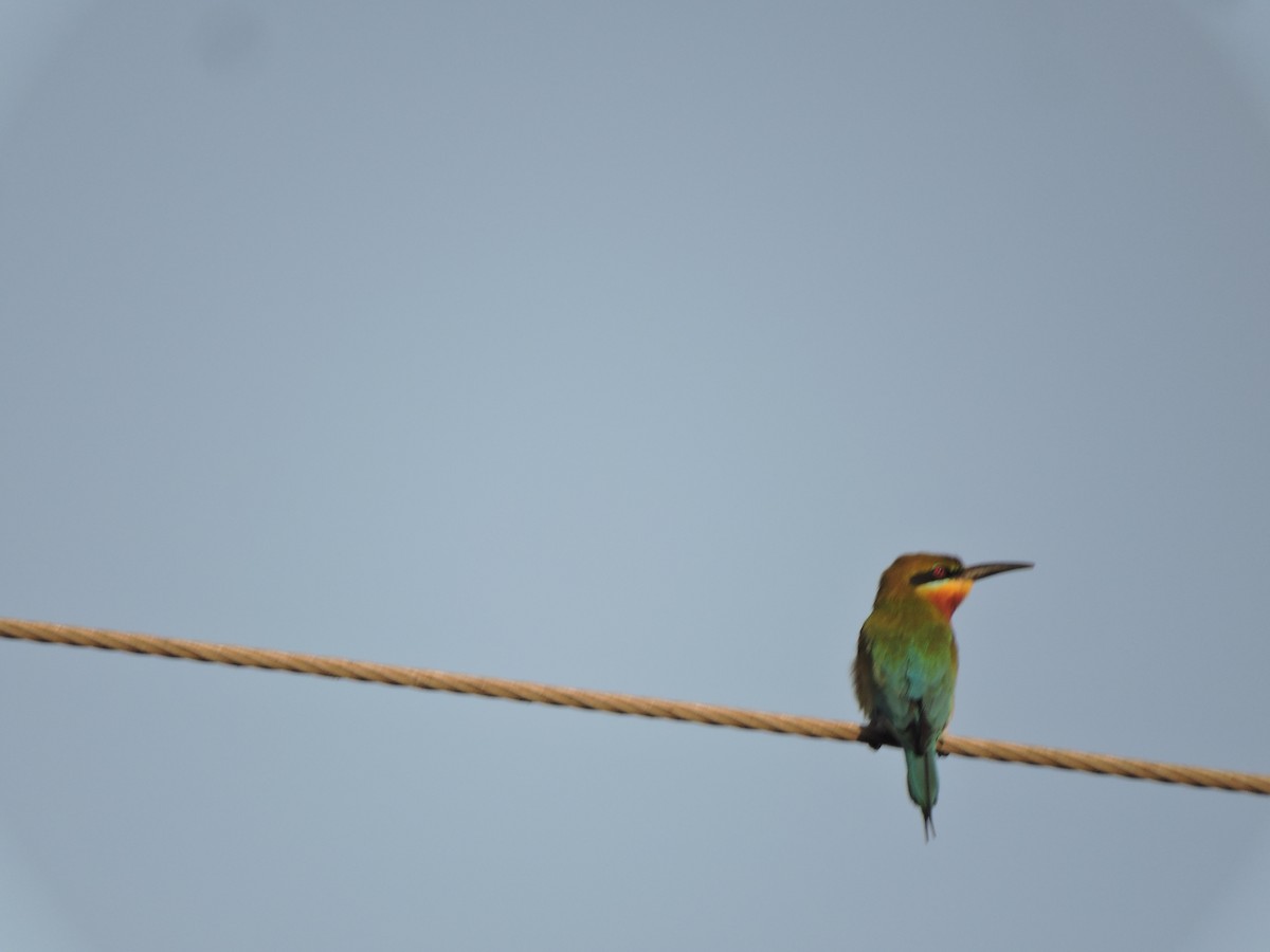 Blue-tailed Bee-eater - ML239768511