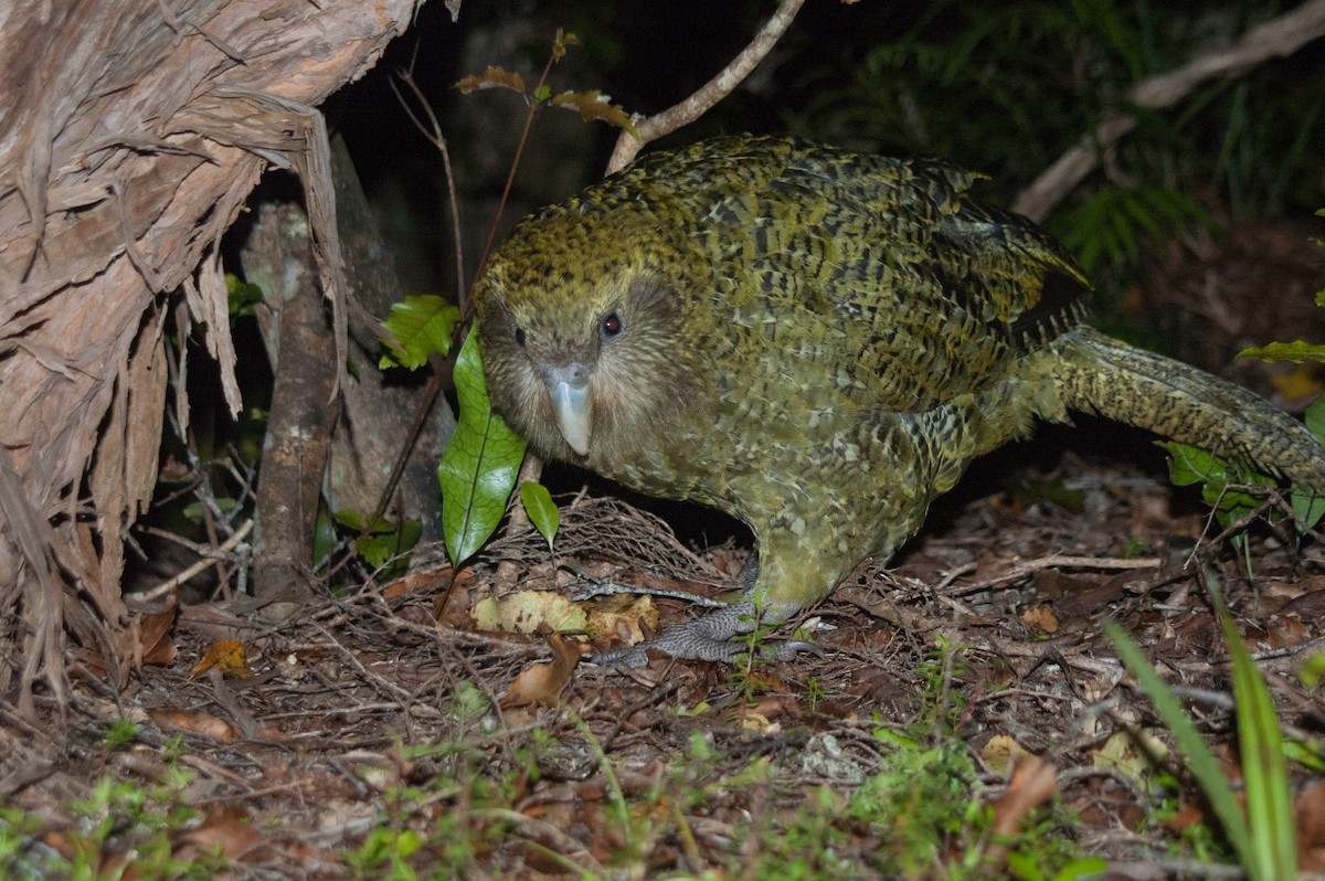 Strigops kakapo - ML239770521