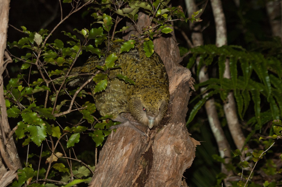 Kakapo - John C. Mittermeier