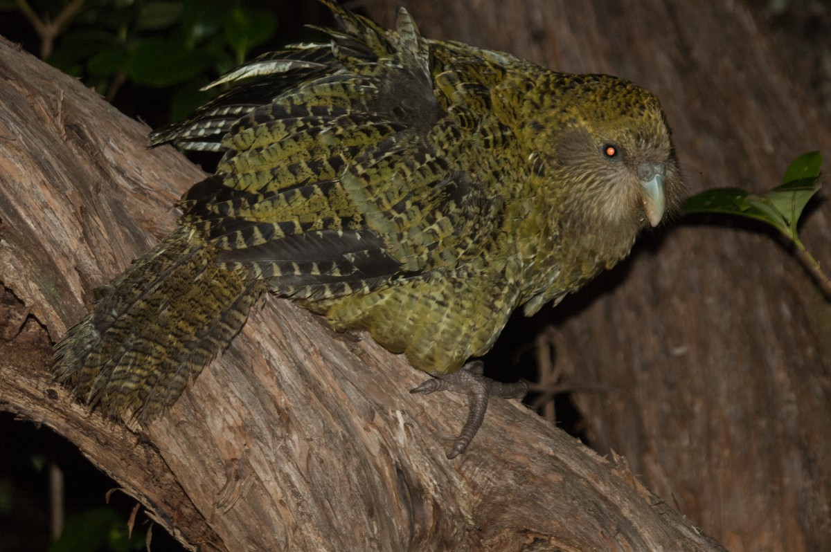 Strigops kakapo - ML239770571