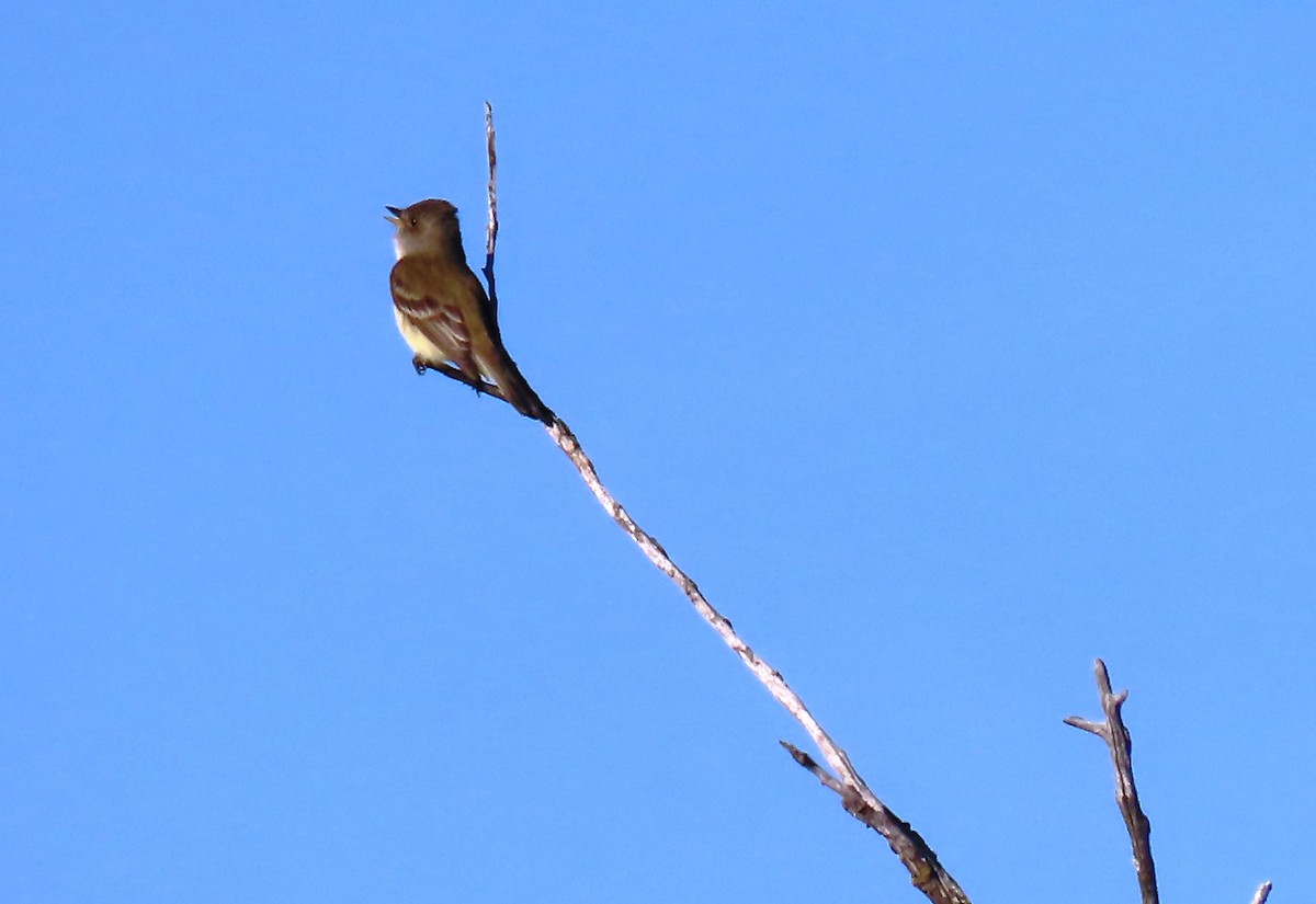 Willow Flycatcher - shawn richmond
