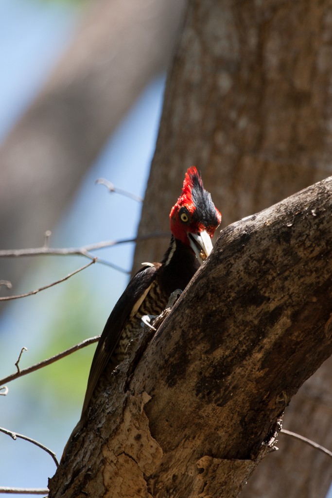 Pale-billed Woodpecker - Nigel Parr