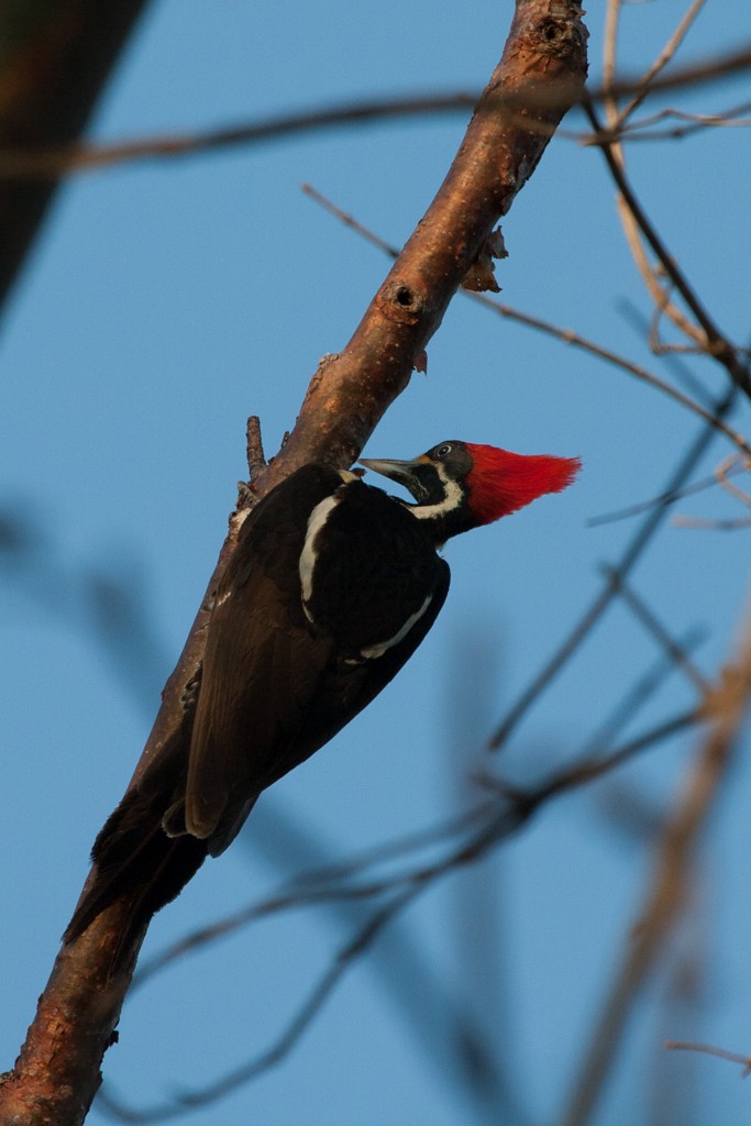 Lineated Woodpecker - Nigel Parr