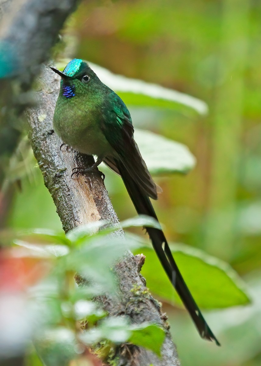 Long-tailed Sylph - ML239775181
