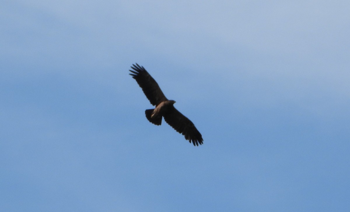 Lesser Spotted Eagle - ML239775371