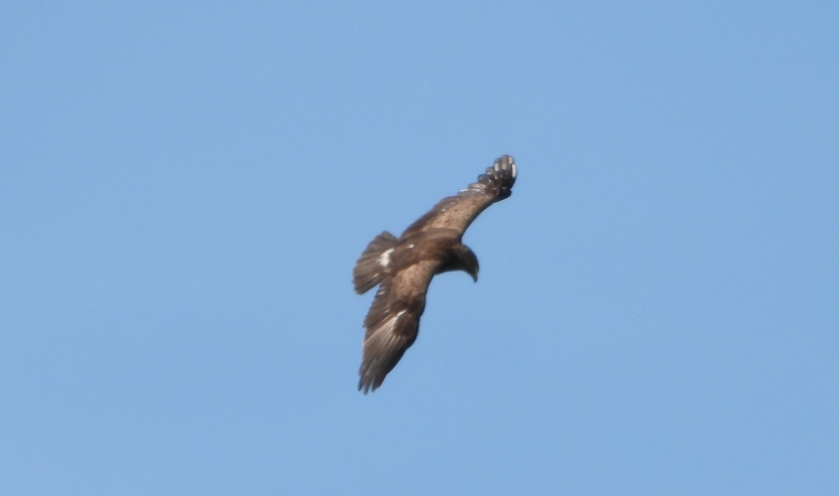 Lesser Spotted Eagle - ML239775421